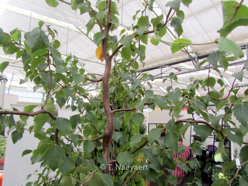 Betula pendula ‚Spider Alley‘