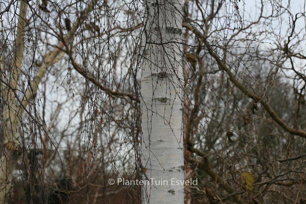 Betula pendula ‚Tristis‘