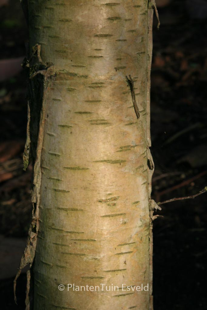 Betula pendula ‚Westonbirt‘