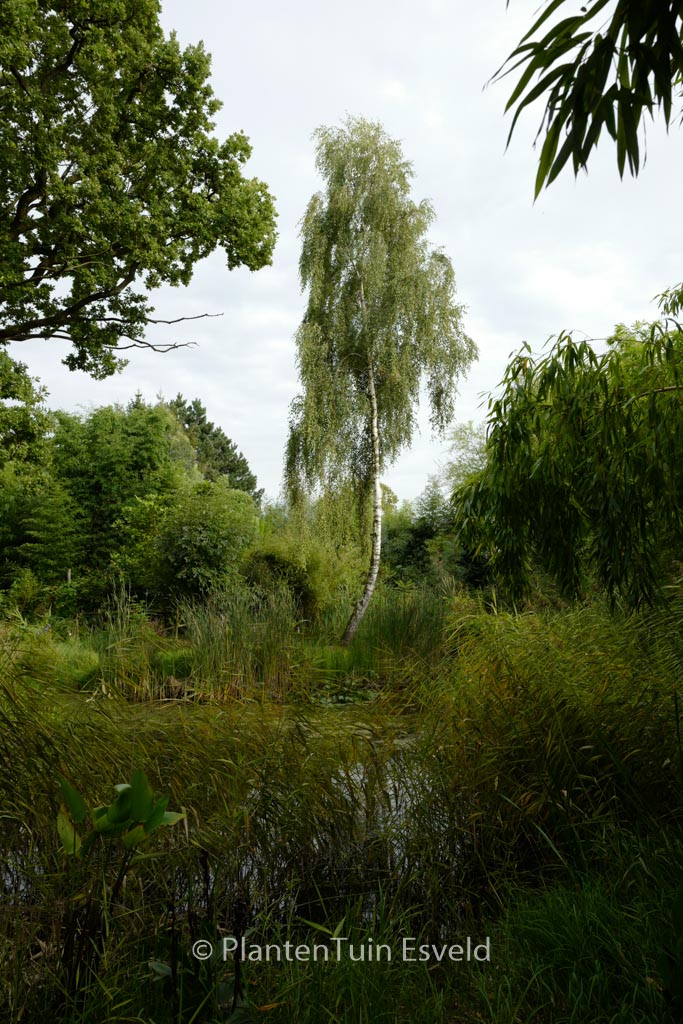 Betula pendula