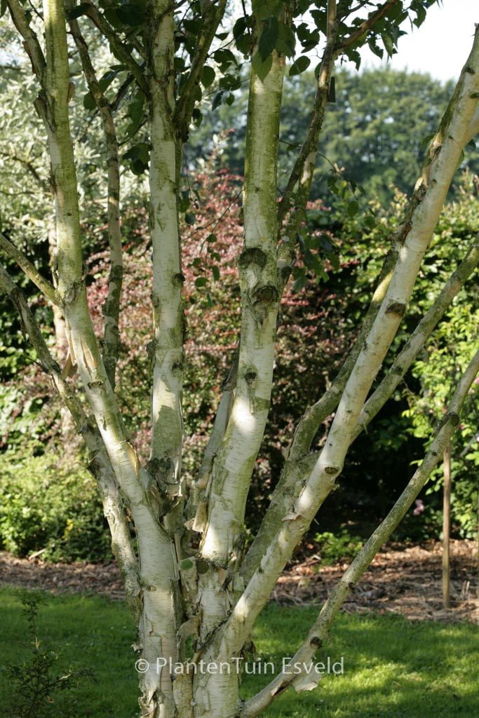 Betula utilis ‚Doorenbos‘