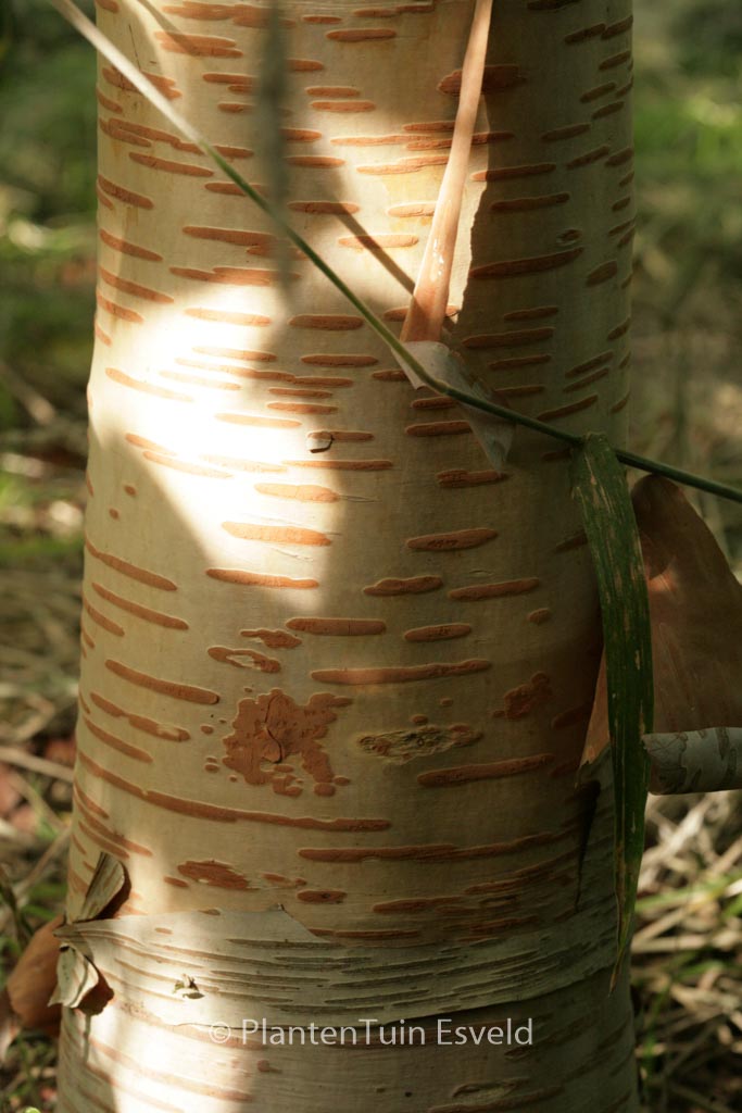 Betula utilis ‚Forrest’s Blush‘