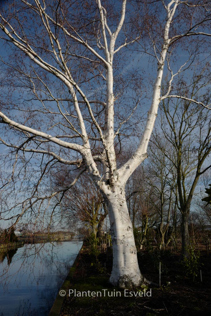 Betula utilis ‚Jermyns‘