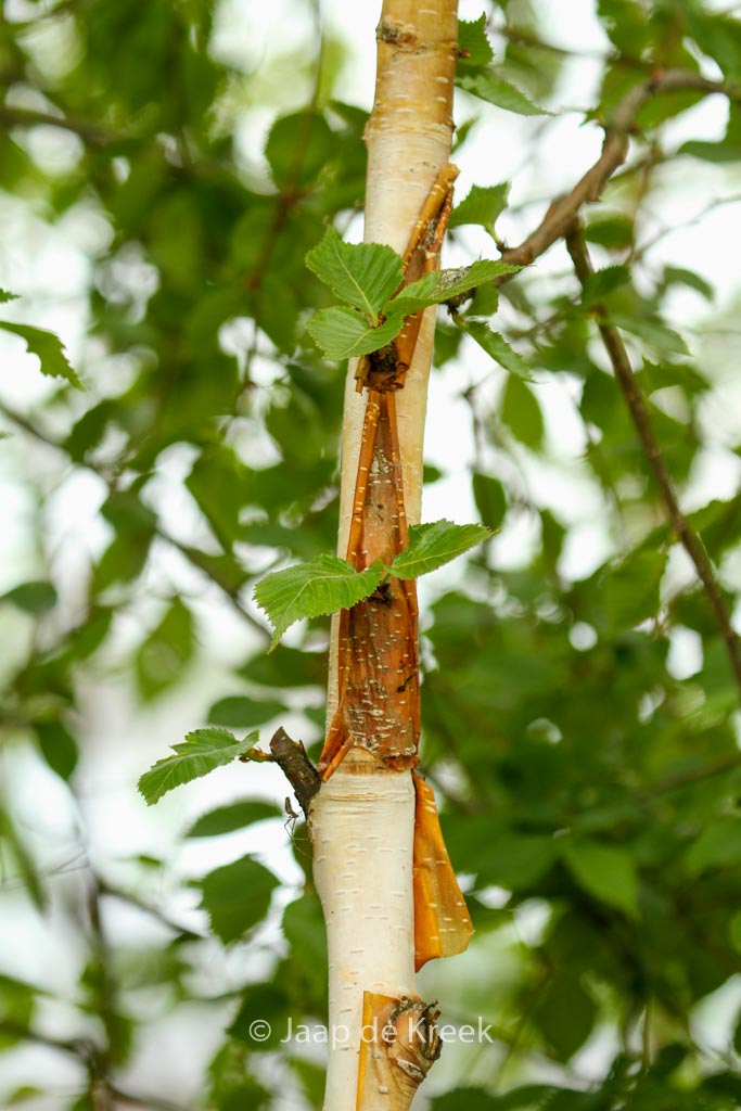 Betula utilis ‚Knightshayes‘