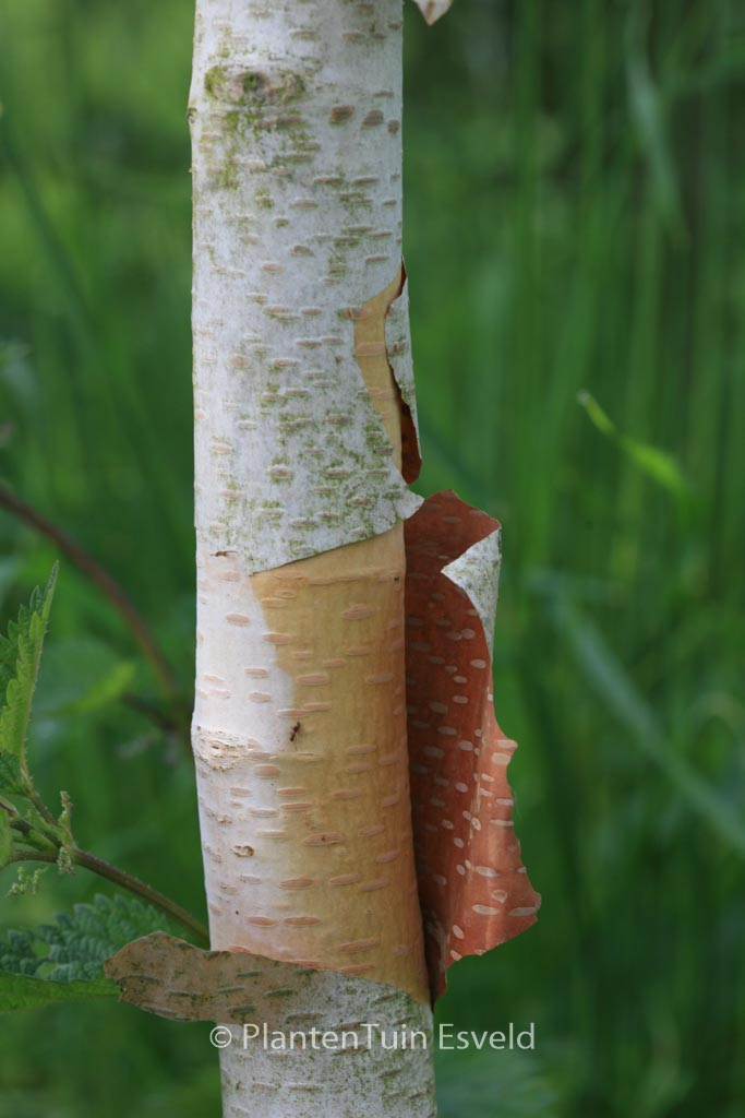 Betula utilis ‚Marble Stem‘