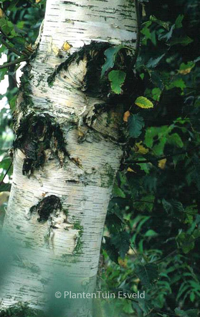 Betula utilis ‚Werrington‘