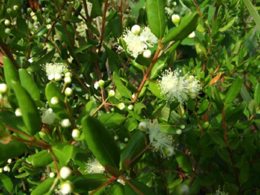 Blepharocalyx cruckshanksii