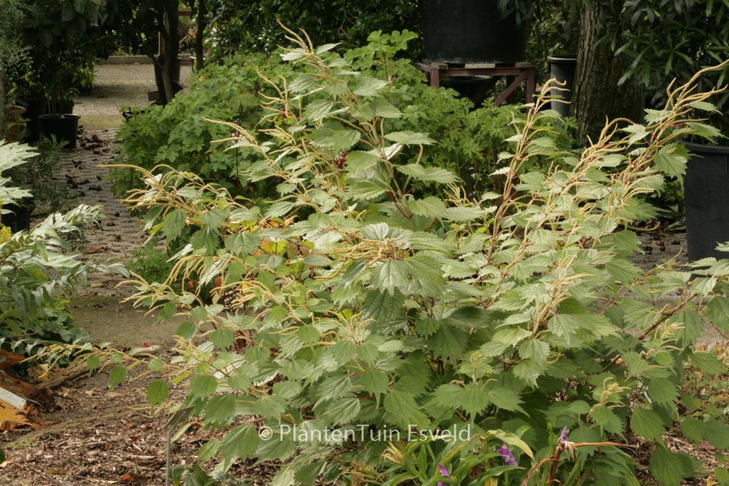 Boehmeria platanifolia