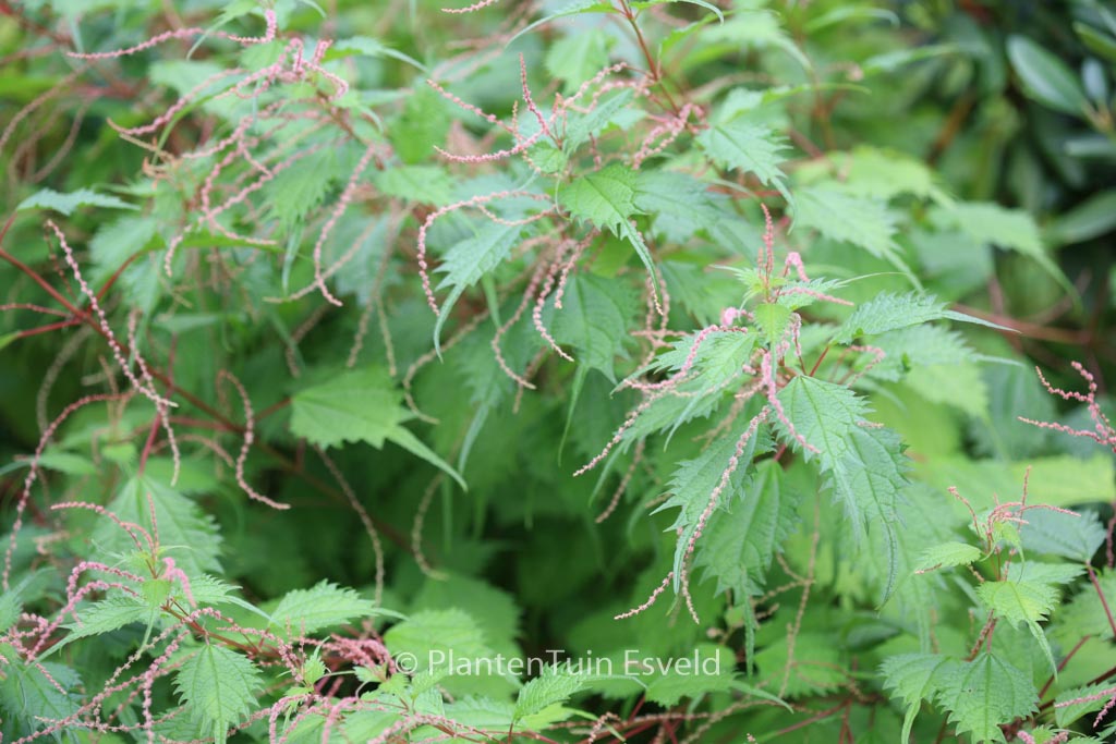Boehmeria sieboldiana