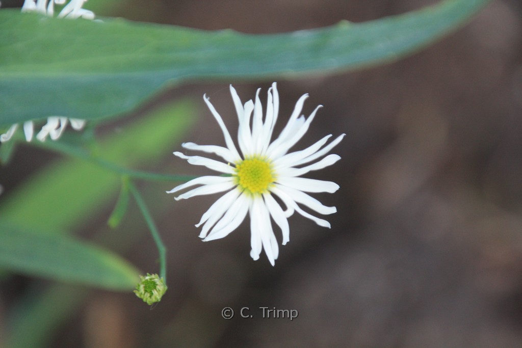 Boltonia asteroides ‚Snowbank‘