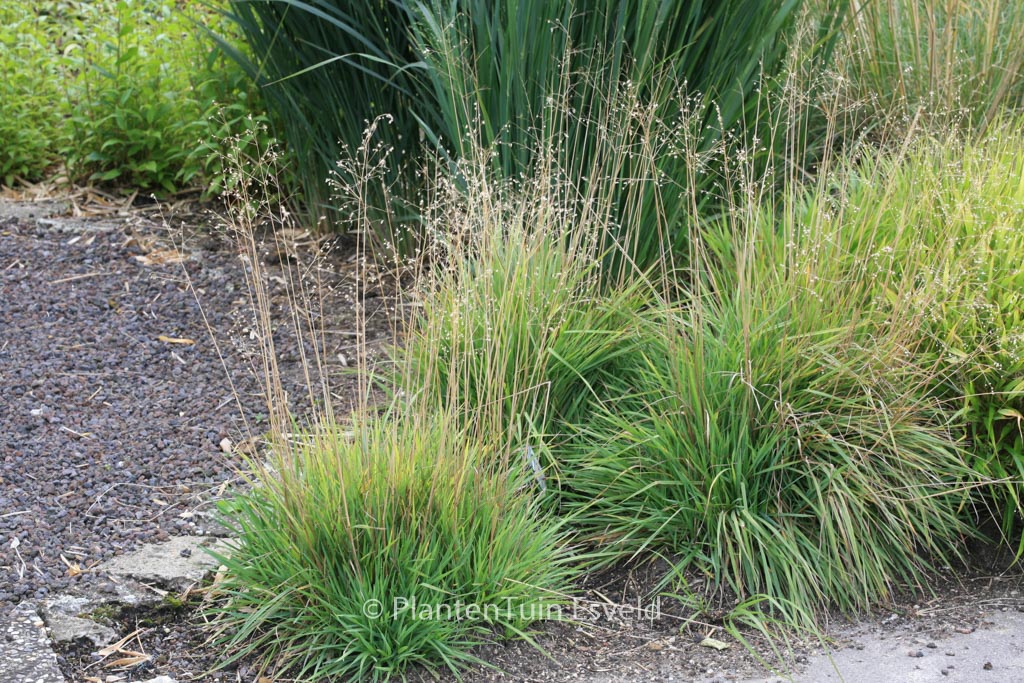 Briza media ‚Limouzi‘