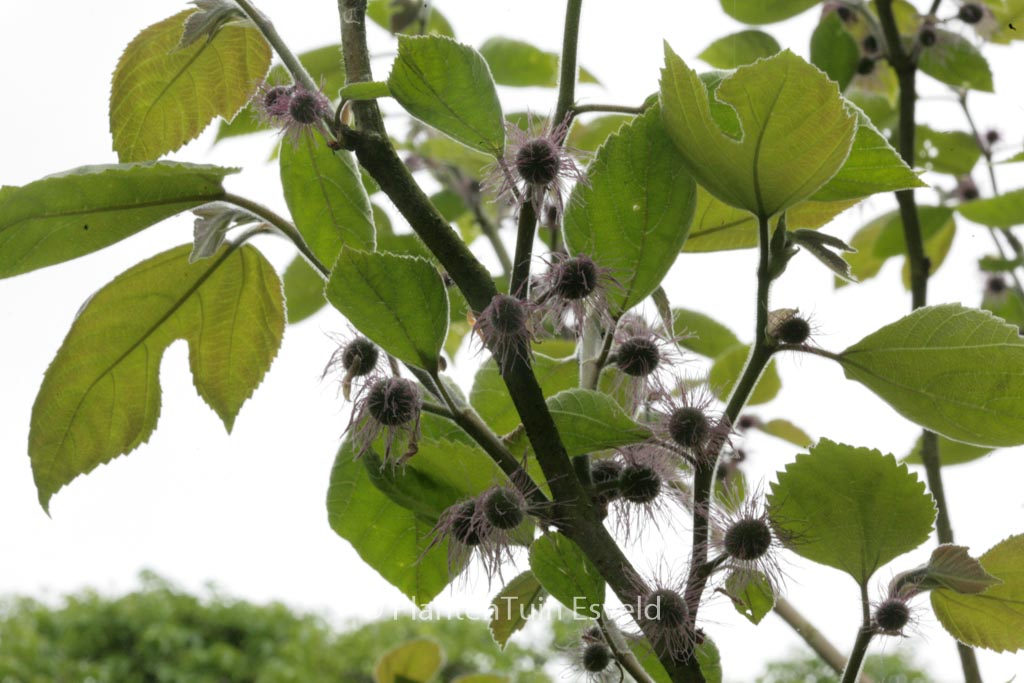 Broussonetia papyrifera
