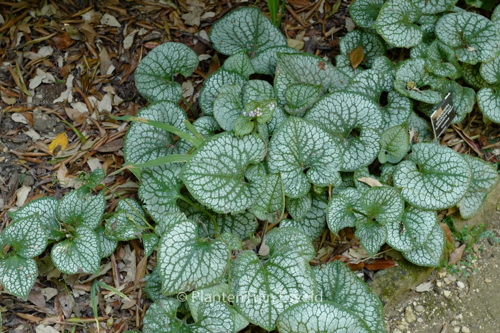 Brunnera macrophylla ‚Alexanders Great‘