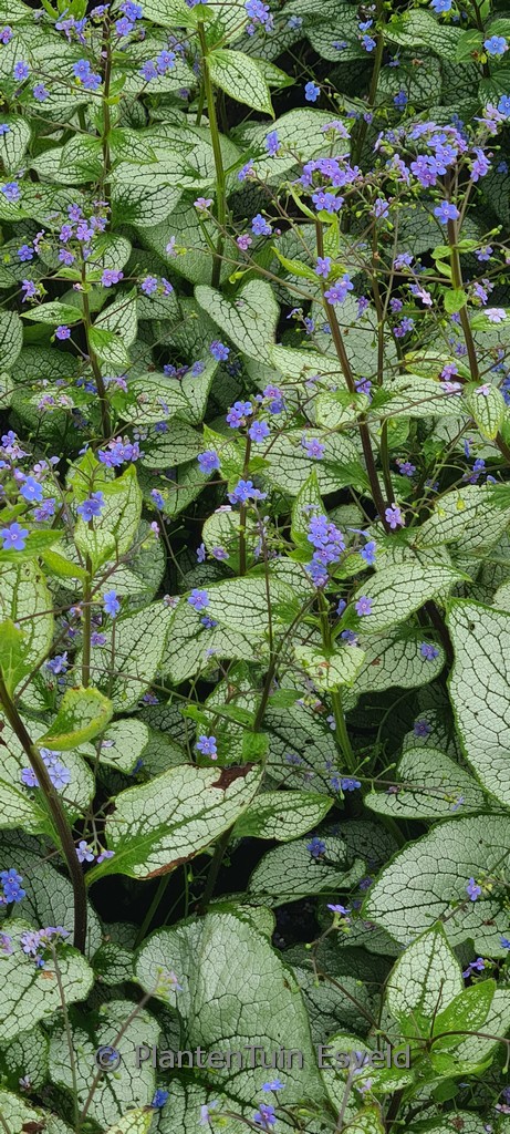 Brunnera macrophylla ‚Alexandria‘