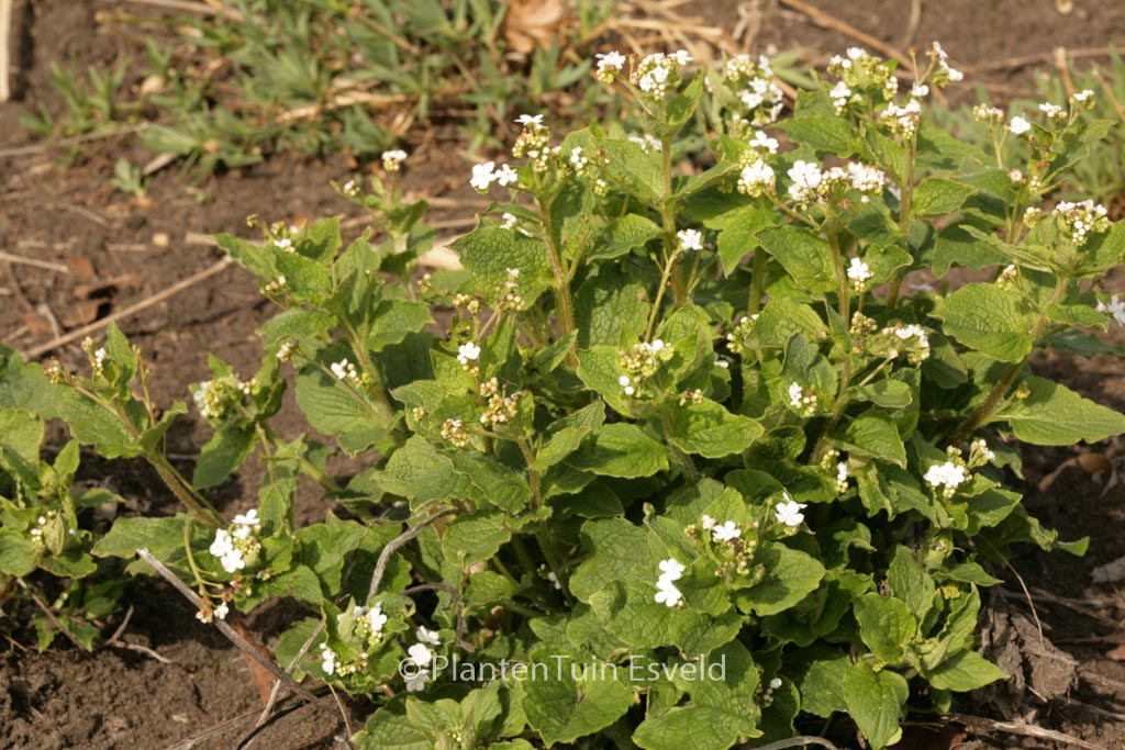 Brunnera macrophylla ‚Betty Bowring‘