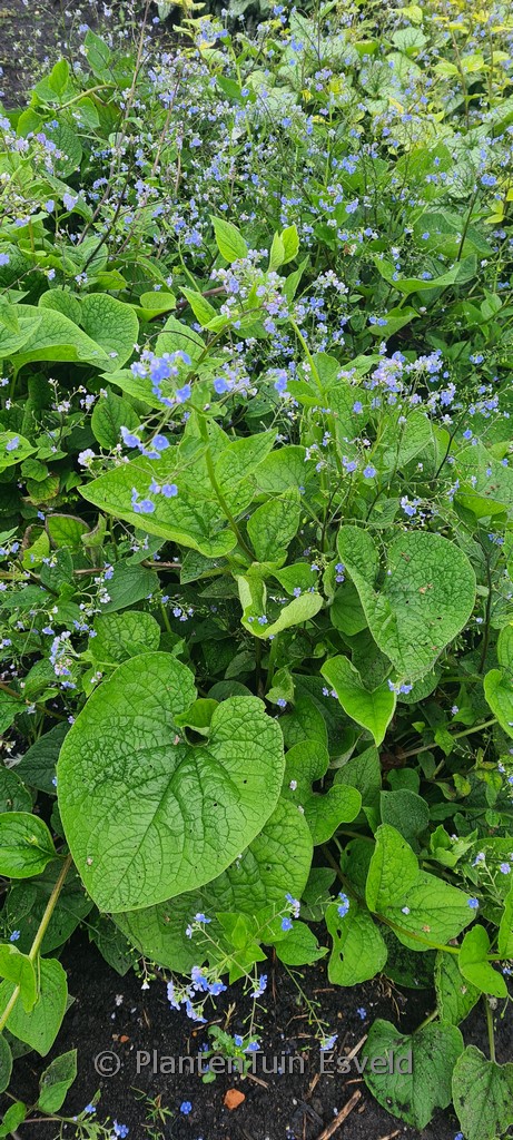 Brunnera macrophylla ‚Caucasian Carpet‘