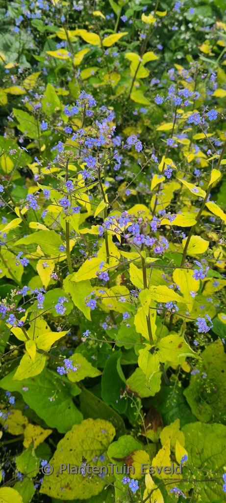 Brunnera macrophylla ‚Diane’s Gold‘