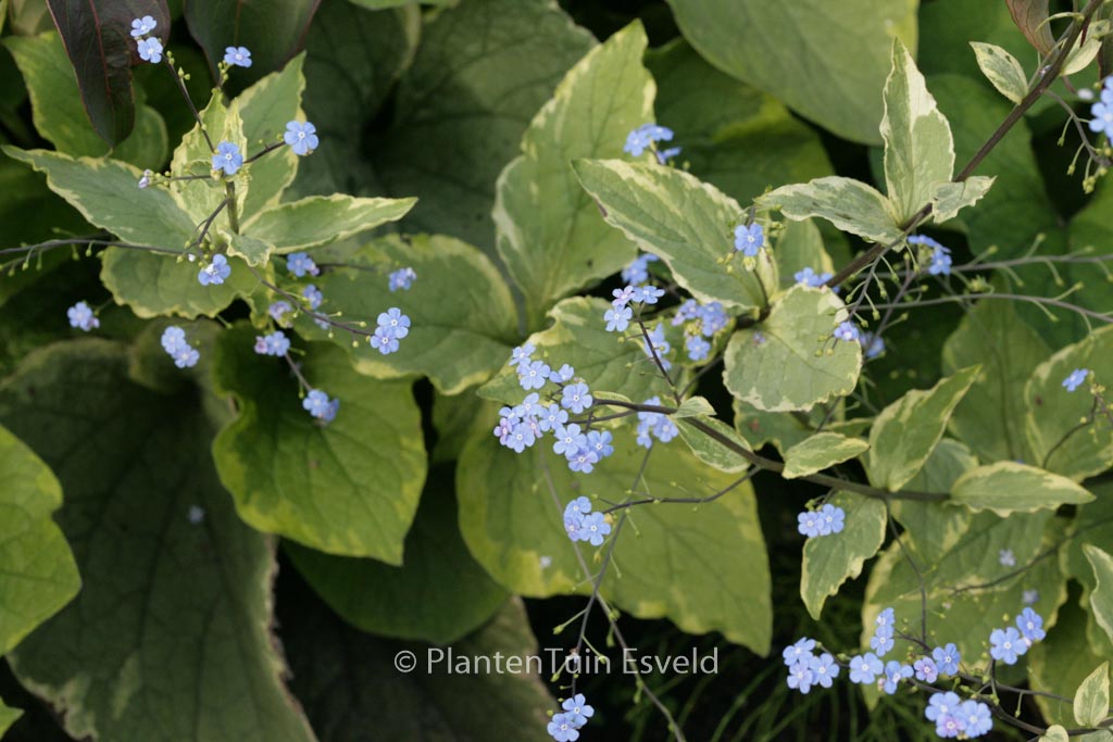 Brunnera macrophylla ‚Hadspen Cream‘