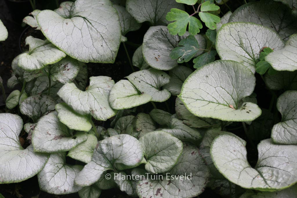 Brunnera macrophylla ‚Looking Glass‘