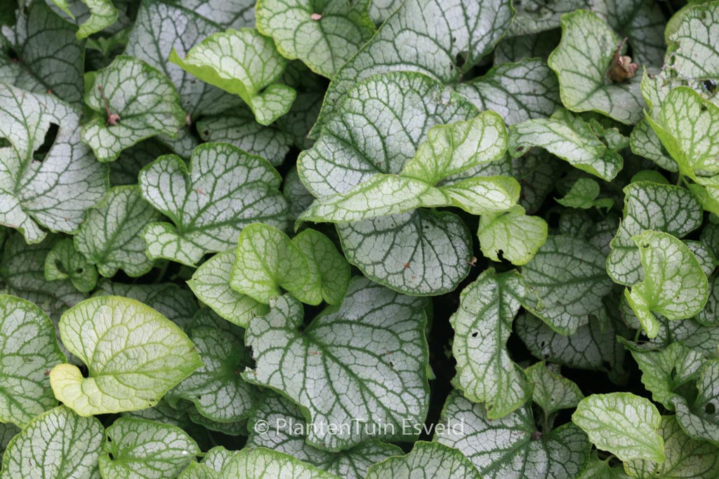 Brunnera macrophylla ‚Mr. Morse‘