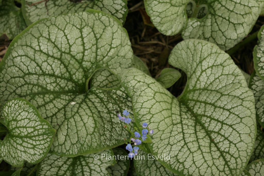 Brunnera macrophylla ‚Sea Heart‘
