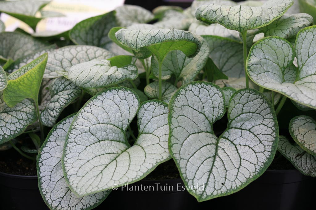 Brunnera macrophylla ‚Silver Heart‘