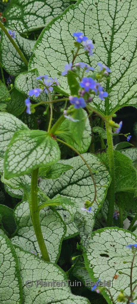 Brunnera macrophylla ‚Silver Spear‘
