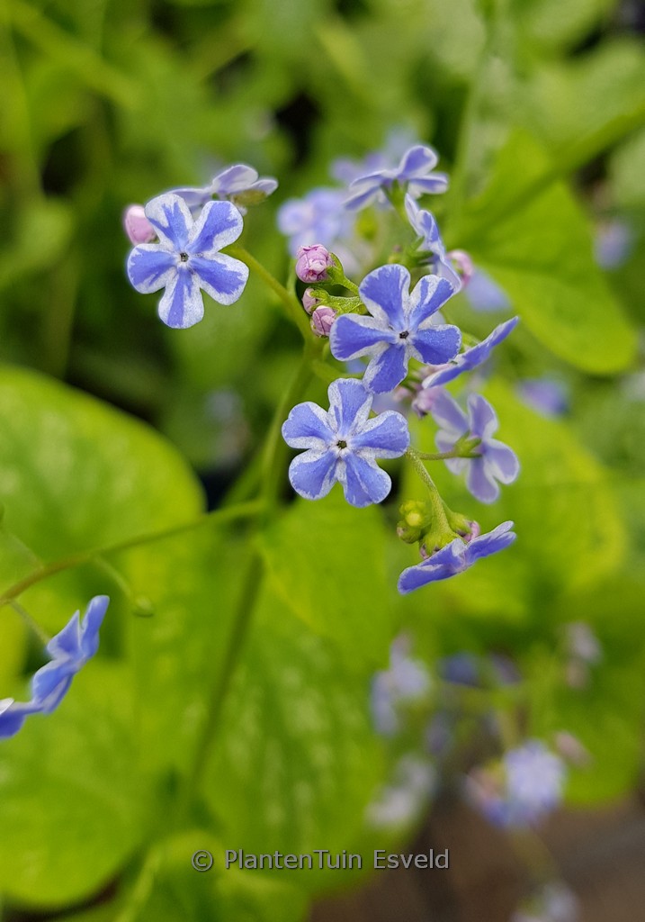 Brunnera macrophylla ‚Silver Star‘