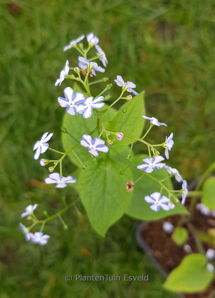 Brunnera macrophylla ‚Starry Eyes‘