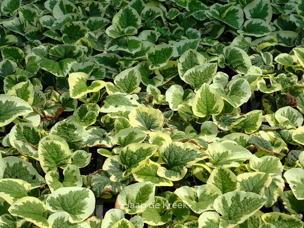 Brunnera macrophylla ‚Variegata‘
