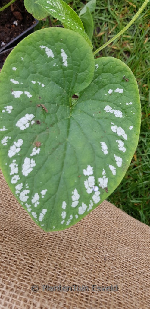 Brunnera macrophylla ‚White Zebra‘