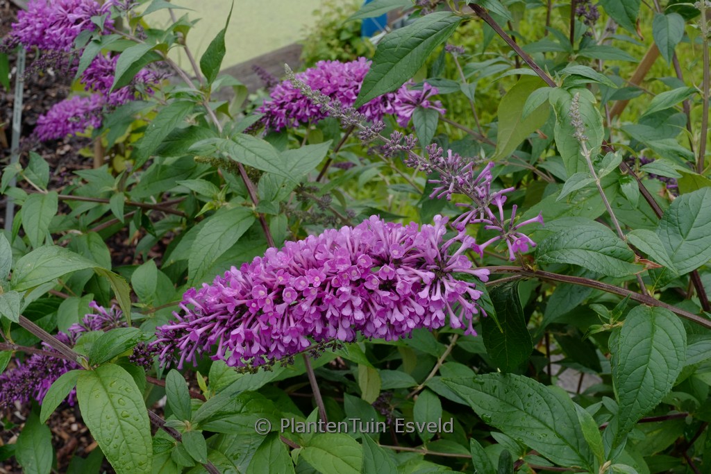 Buddleja ‚Ilvoargus2‘ (ARGUS VELVET)