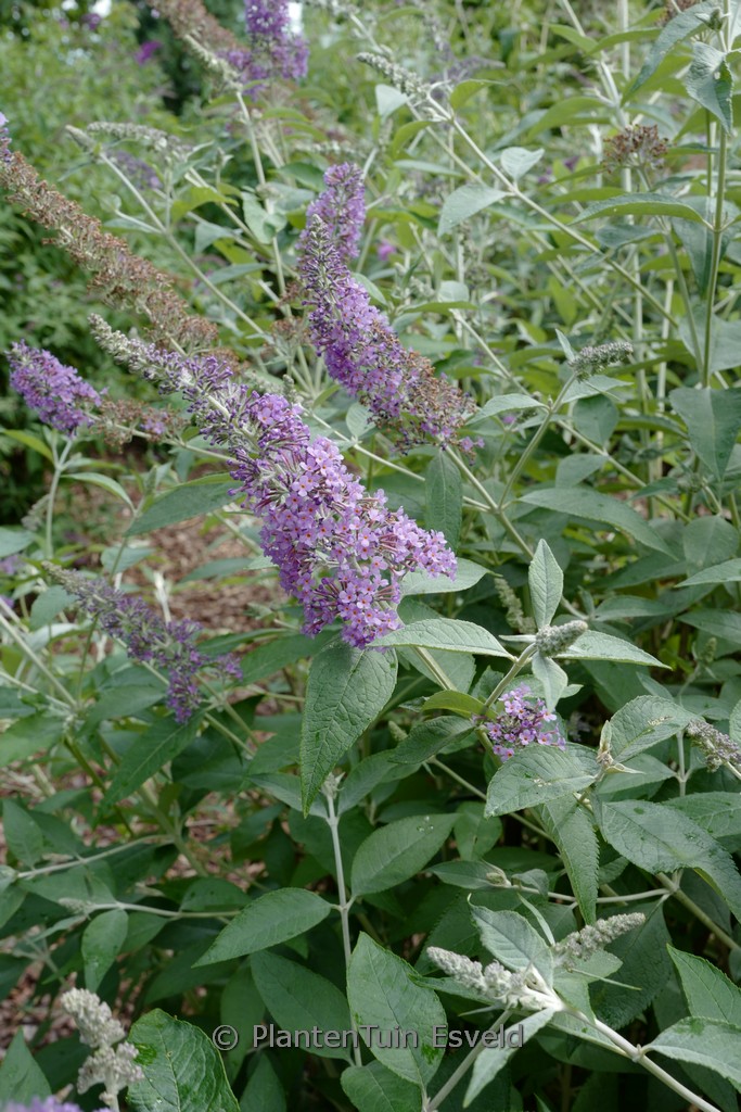 Buddleja ‚Lochinch‘