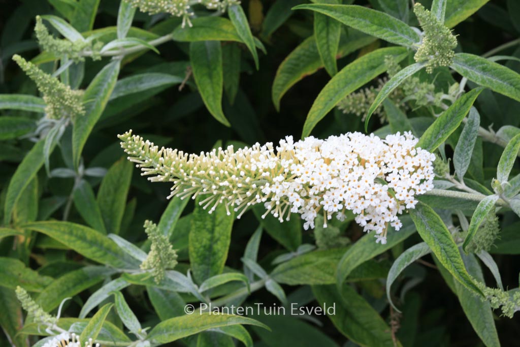 Buddleja ‚White Ball‘