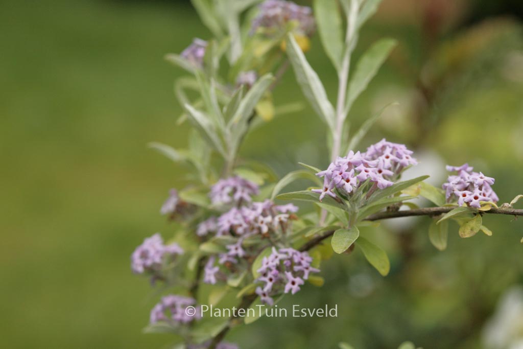 Buddleja alternifolia ‚Argentea‘