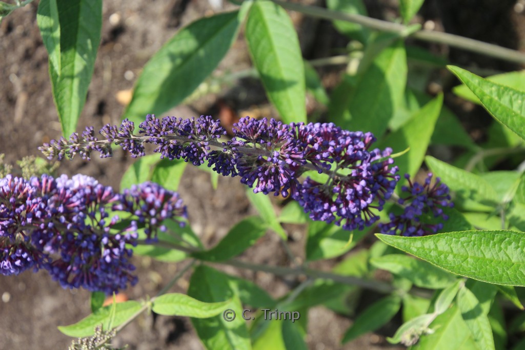 Buddleja davidii ‚Adokeep‘ (ADONIS BLUE)