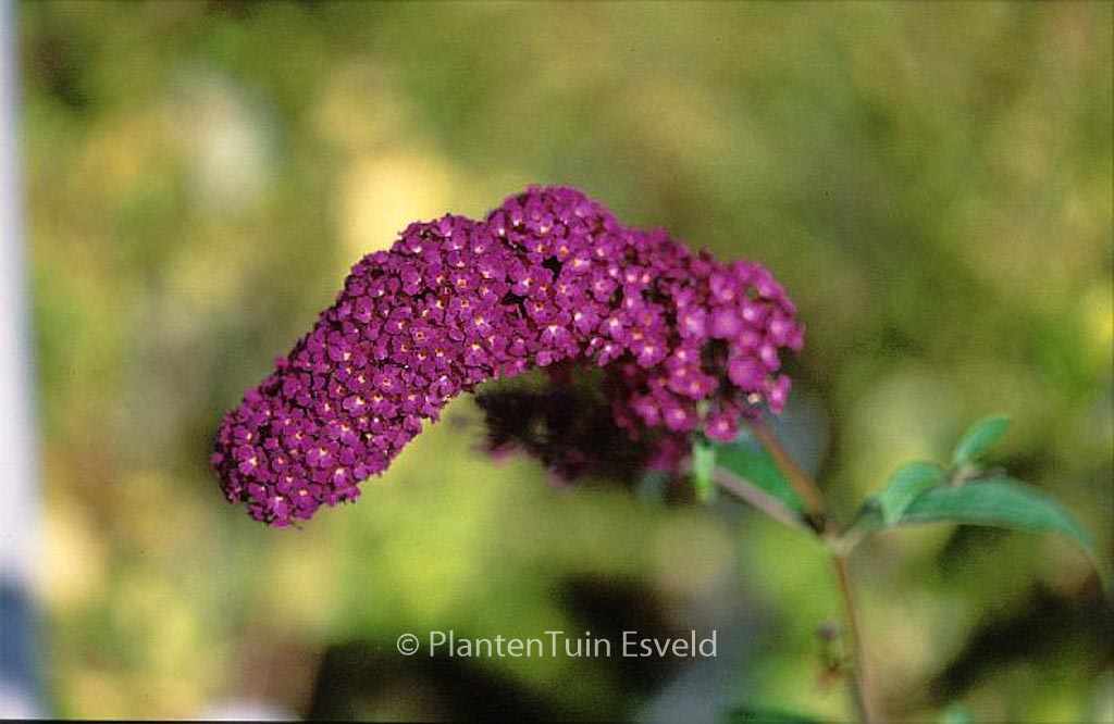 Buddleja davidii ‚African Queen‘