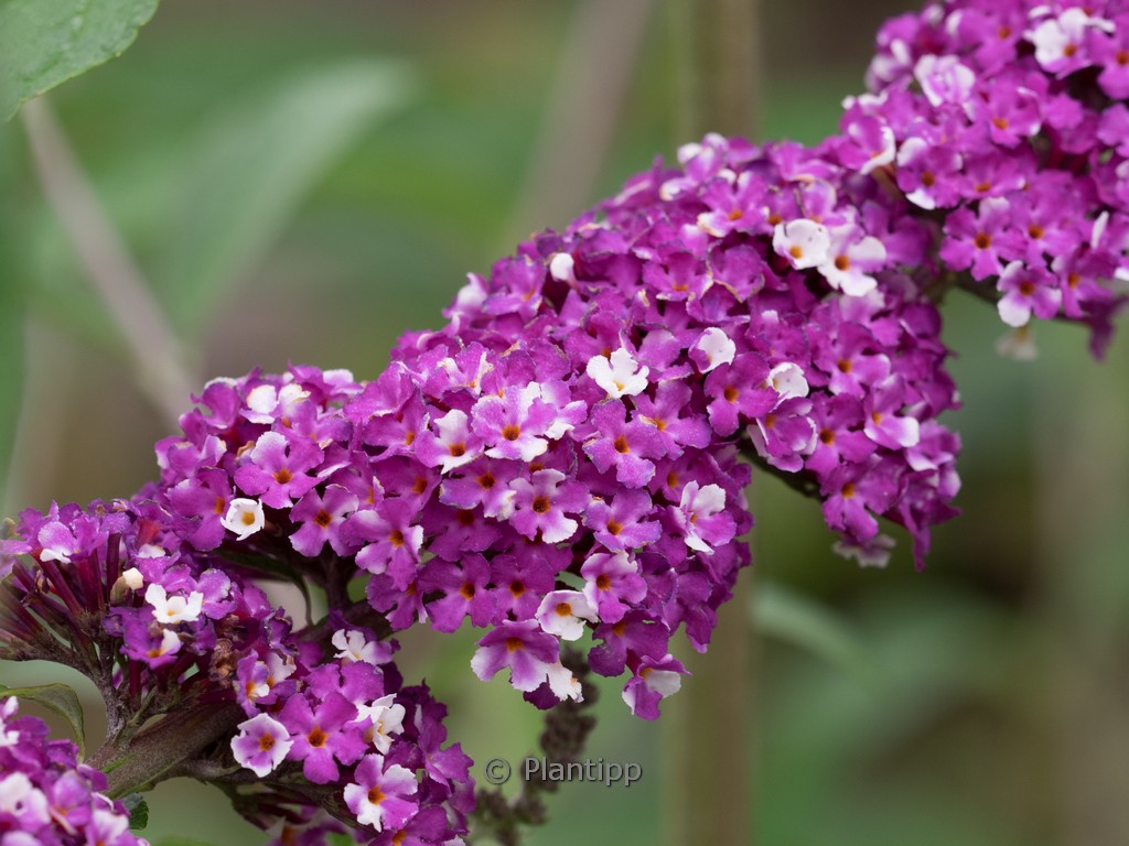 Buddleja davidii ‚Berries & Cream‘
