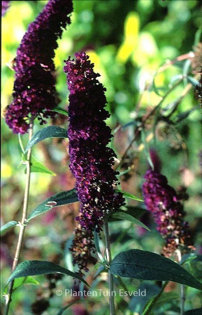 Buddleja davidii ‚Black Knight‘