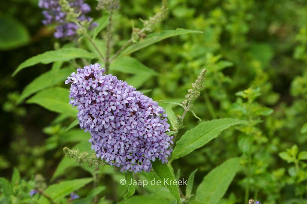 Buddleja davidii ‚Blue Chip‘