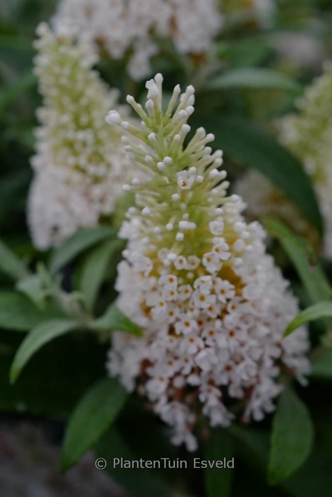 Buddleja davidii ‚Butterfly Candy Little White‘