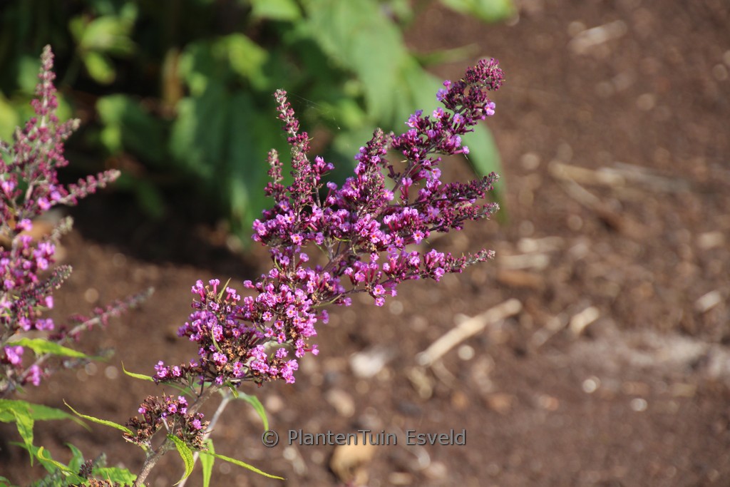 Buddleja davidii ‚Camkeep‘ (CAMBERBELL BEAUTY)