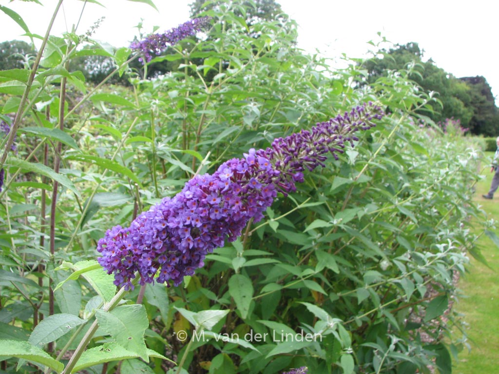 Buddleja davidii ‚Empire Blue‘