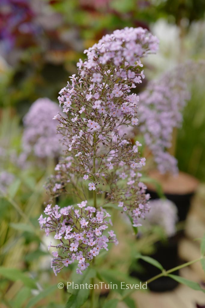 Buddleja davidii ‚Gulliver‘