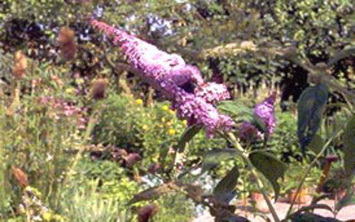 Buddleja davidii ‚Ile de France‘