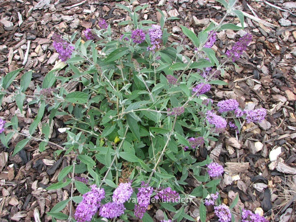 Buddleja davidii ‚Lilac Chip‘