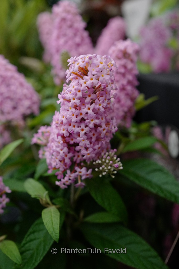 Buddleja davidii ‚Little Pink‘ (BUTTERFLY CANDY)