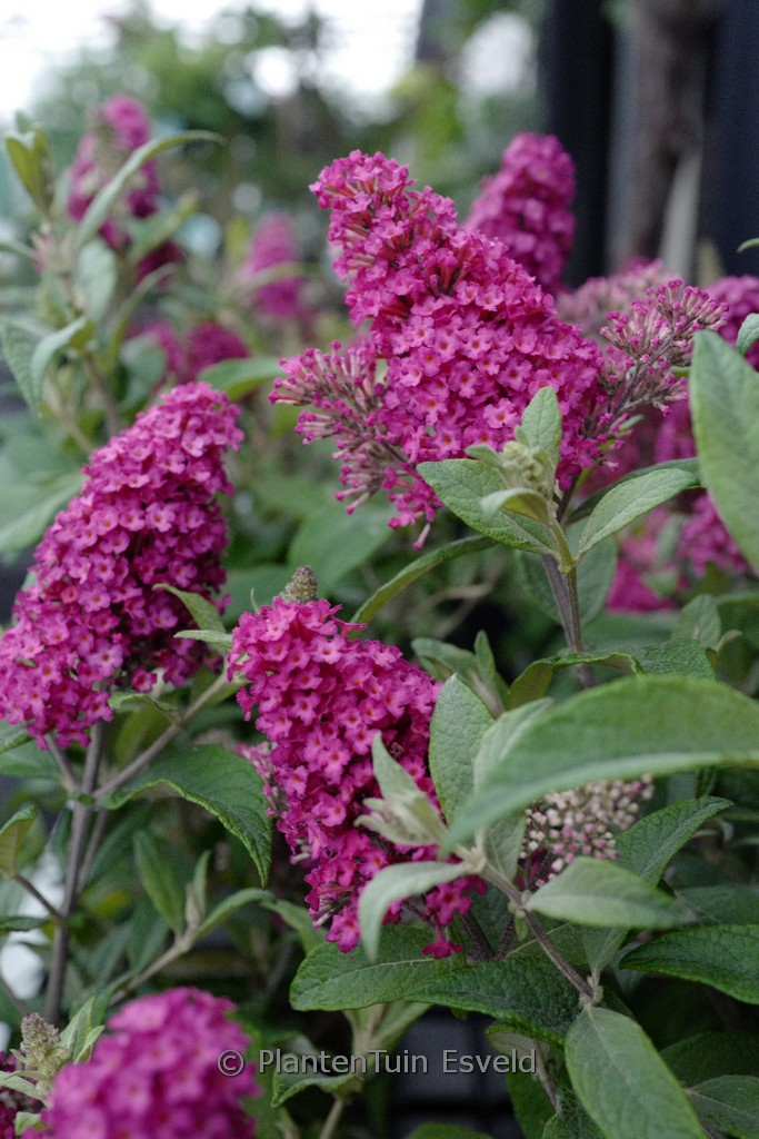 Buddleja davidii ‚Little Ruby‘ (BUTTERFLY CANDY)