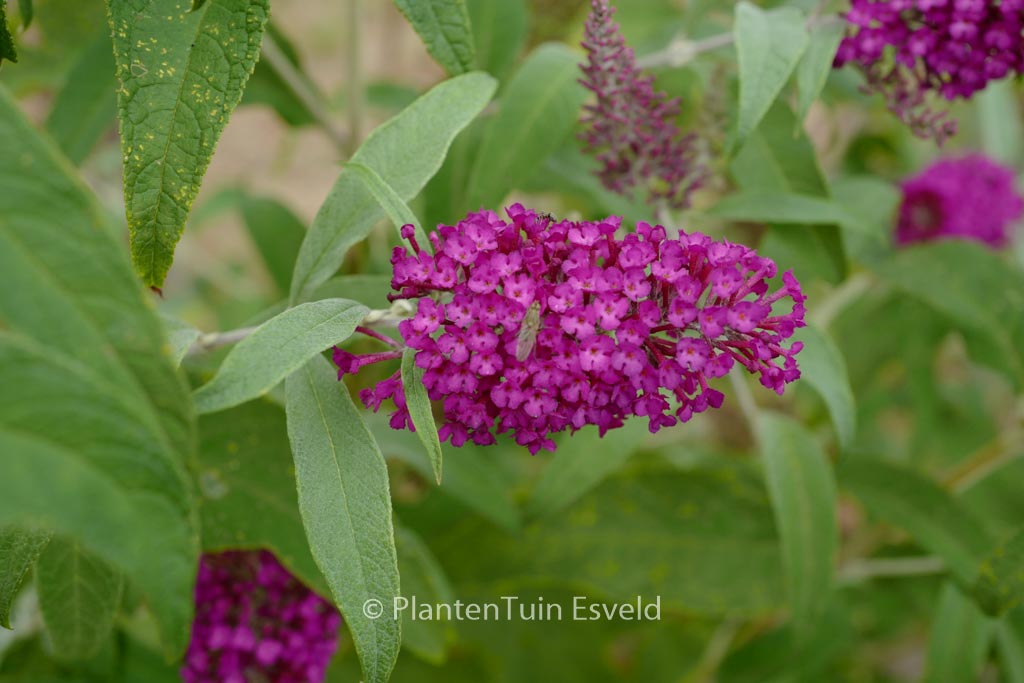 Buddleja davidii ‚Lonplum‘ (SUGAR PLUM)
