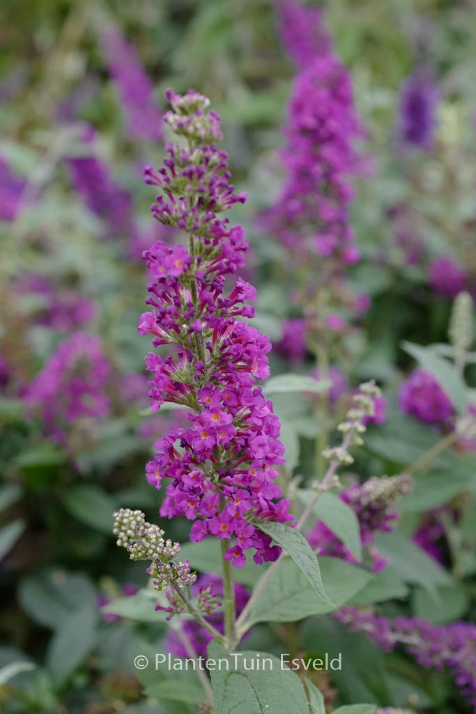 Buddleja davidii ‚Miss Violet‘